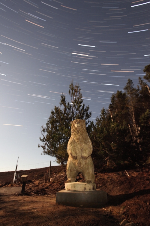 Hercules the Bear returns to North Uist. (Langass Forest)