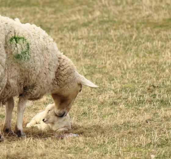 Just a few seconds old, Benbecula, Spring 2014