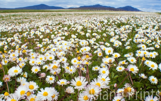 Daisy carpet, Boisdale machair