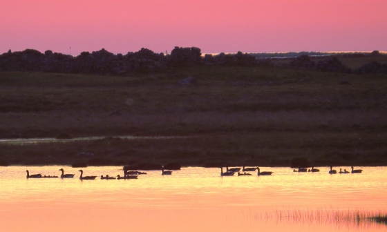 Geese in the gloaming