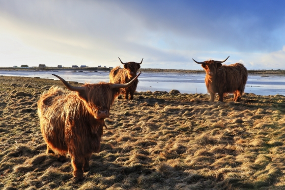 Highland cattle at Iochdar.