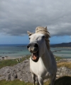 Told a few jokes to a horse on top of Beinn Scrien on Eriskay...